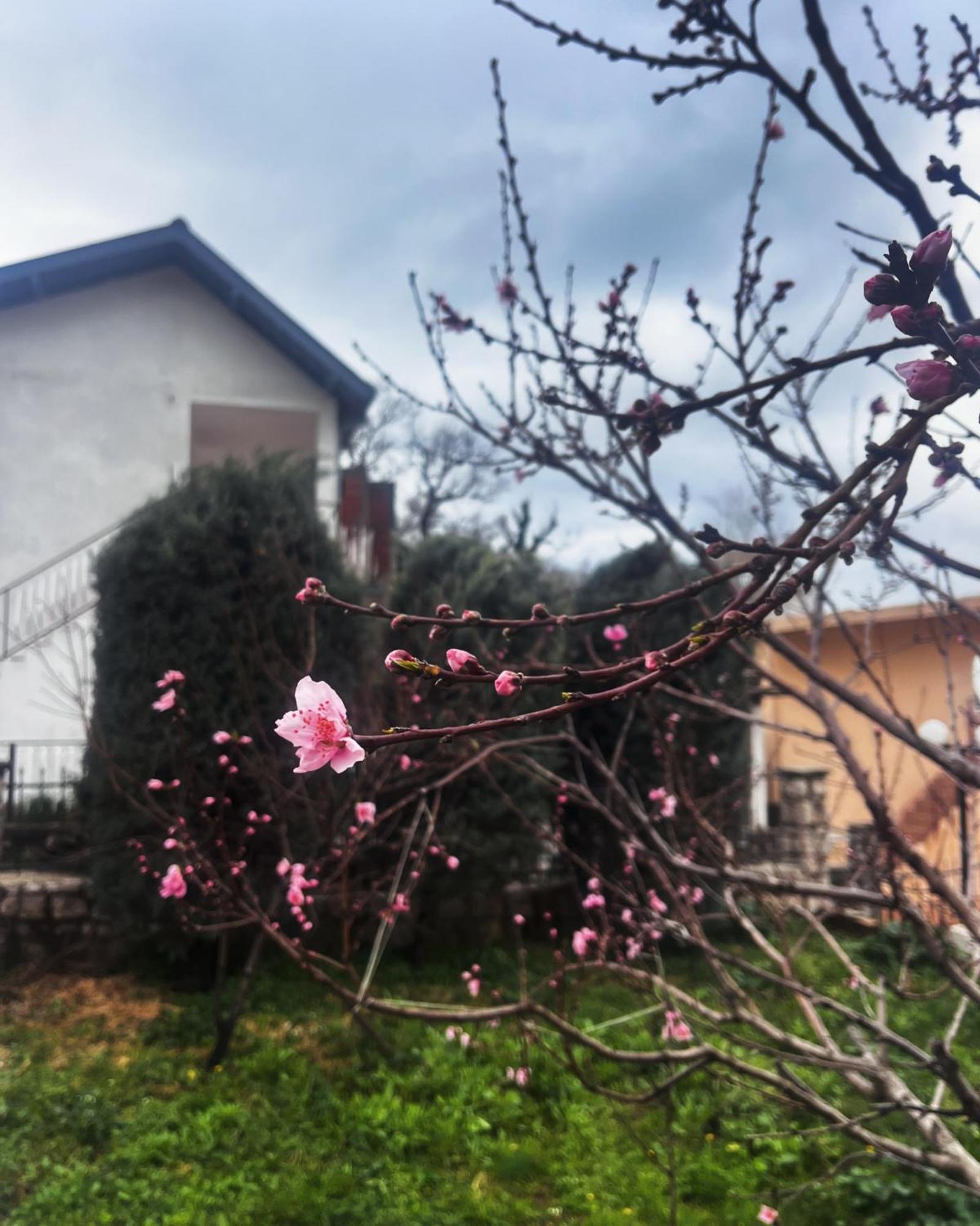 Apartments In Villa Viktoria Sutomore Exterior photo